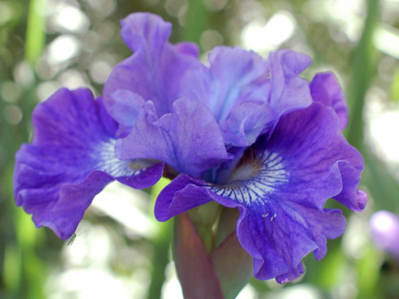 Ирис империал. Ирис Imperial Opal. Iris sibirica Imperial Opal. Ирис Сибирский (Iris sibirica `Imperial Opal`). Ирис Сибирский Imperial Opal(Iris sibirica Imperial Opal).